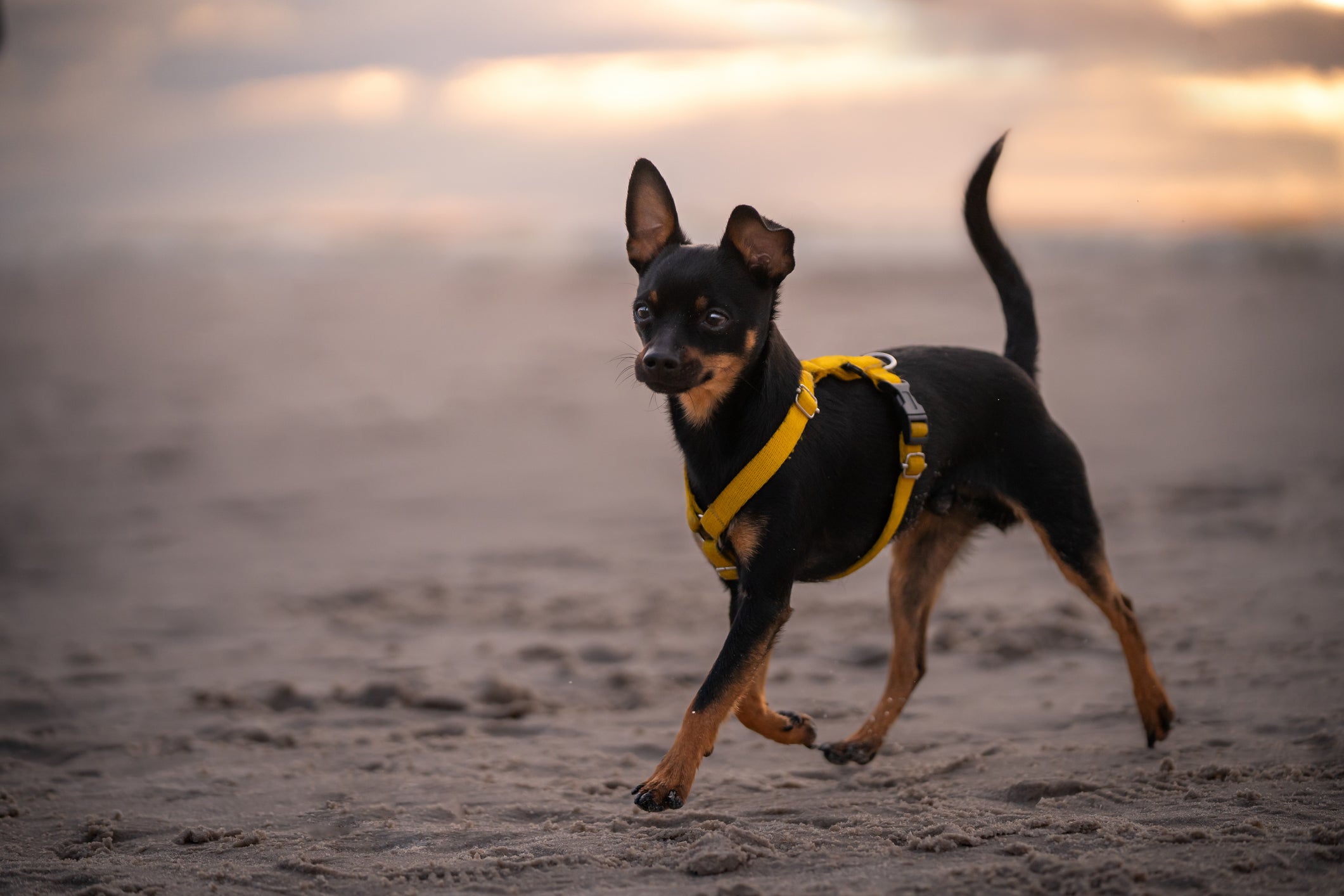 Pinscher andando na areia de praia com coleira amarela