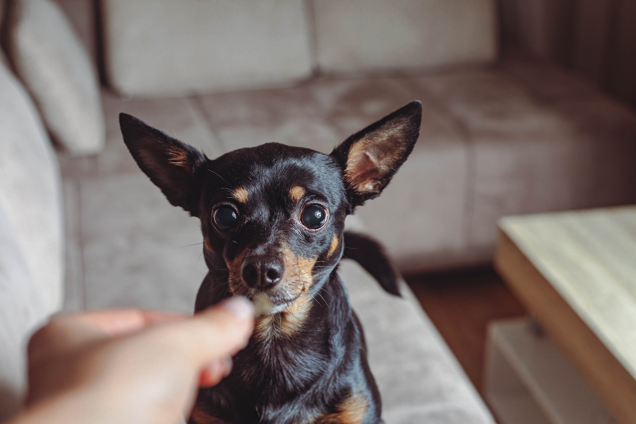 Cãozinho Pinscher preto recebendo alo da mão de humano