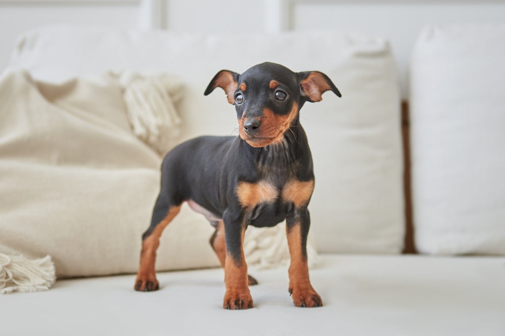 cachorro pinscher no sofá