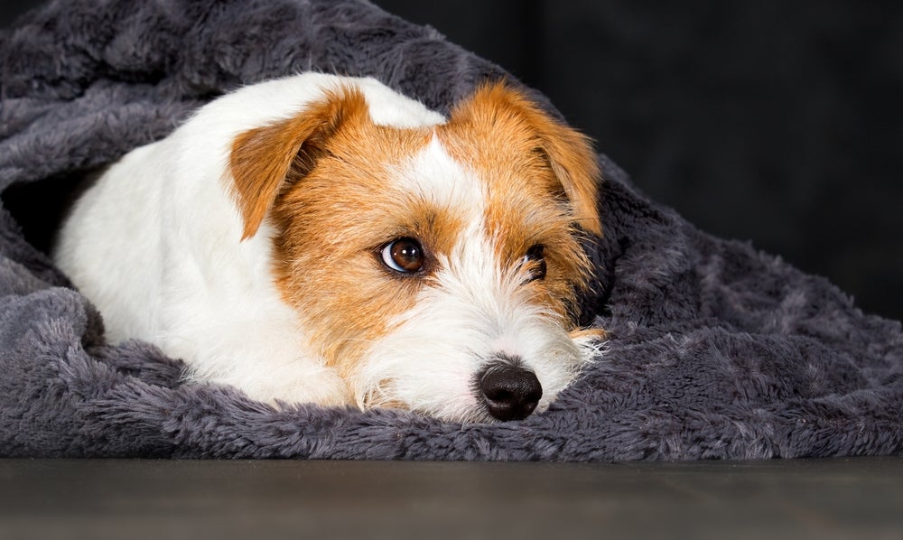 piodermite canina: cachorro doente deitado