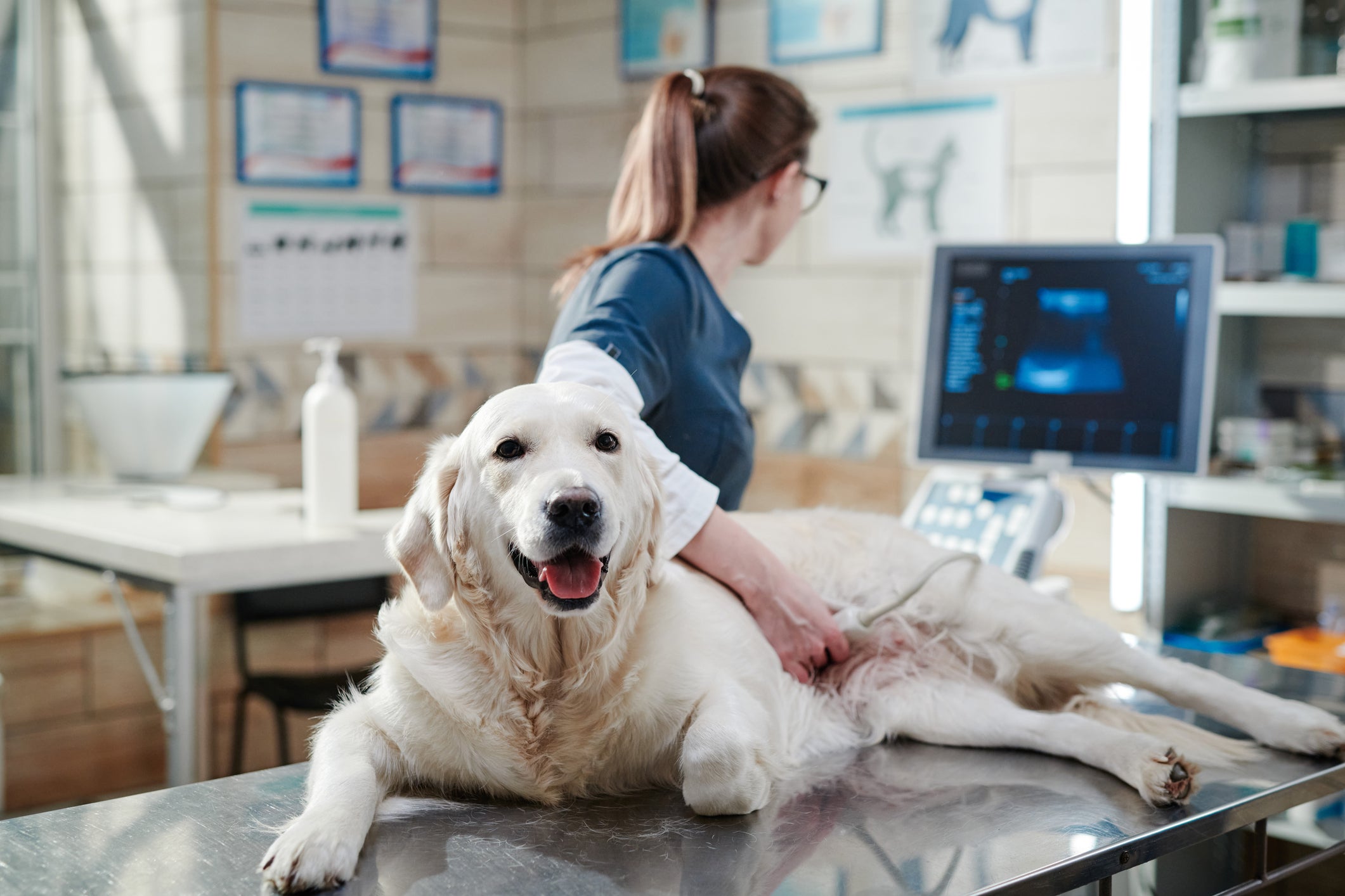 Cachorro em mesa de consultório durante ultrassonografia