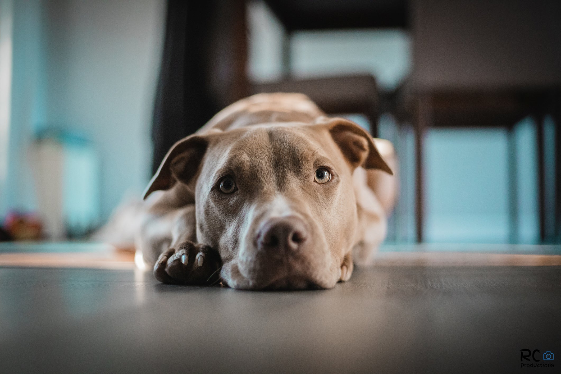 Cão Pitbull deitado no chão dentro de casa