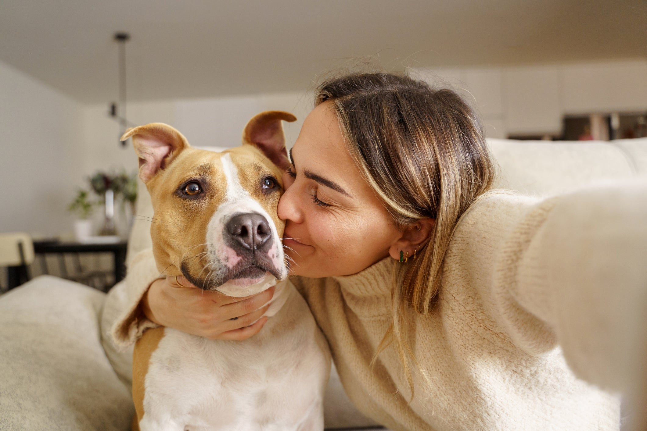 Cão Pitbull sendo abraçado e beijado por tutora dentro de casa