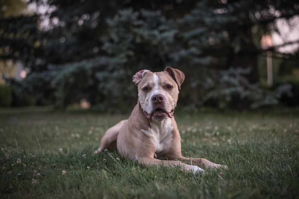 cachorro pitbull na grama