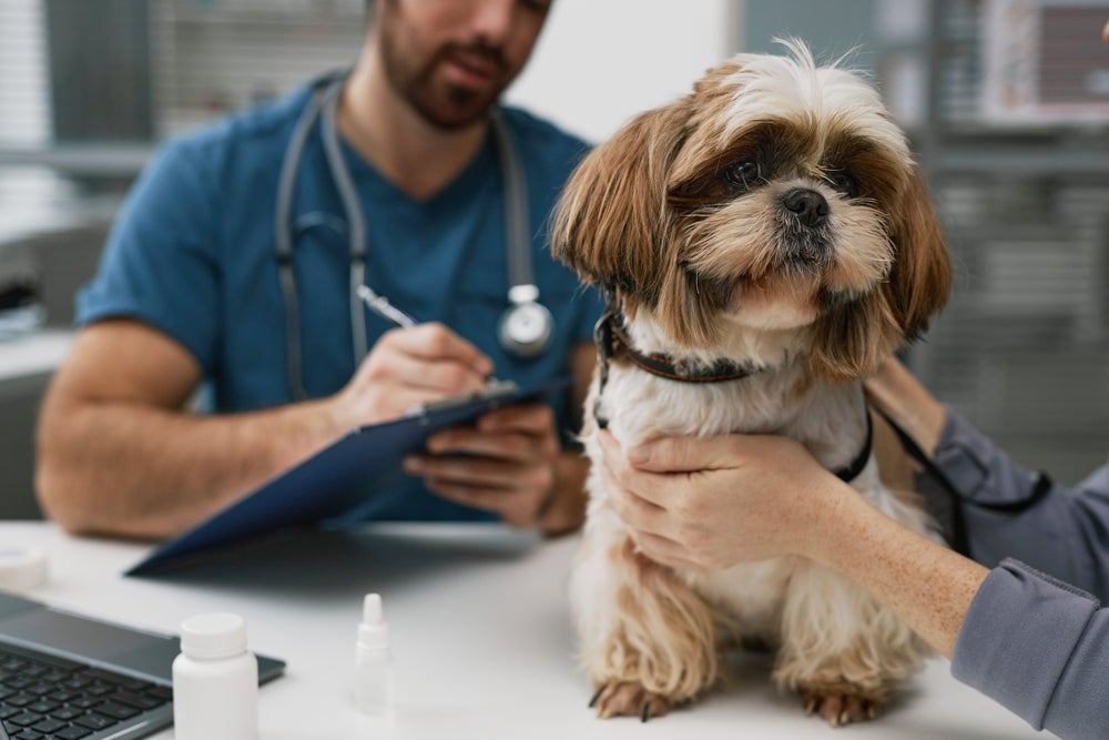 plano de saúde para cachorro: cão sendo atendido no veterinário