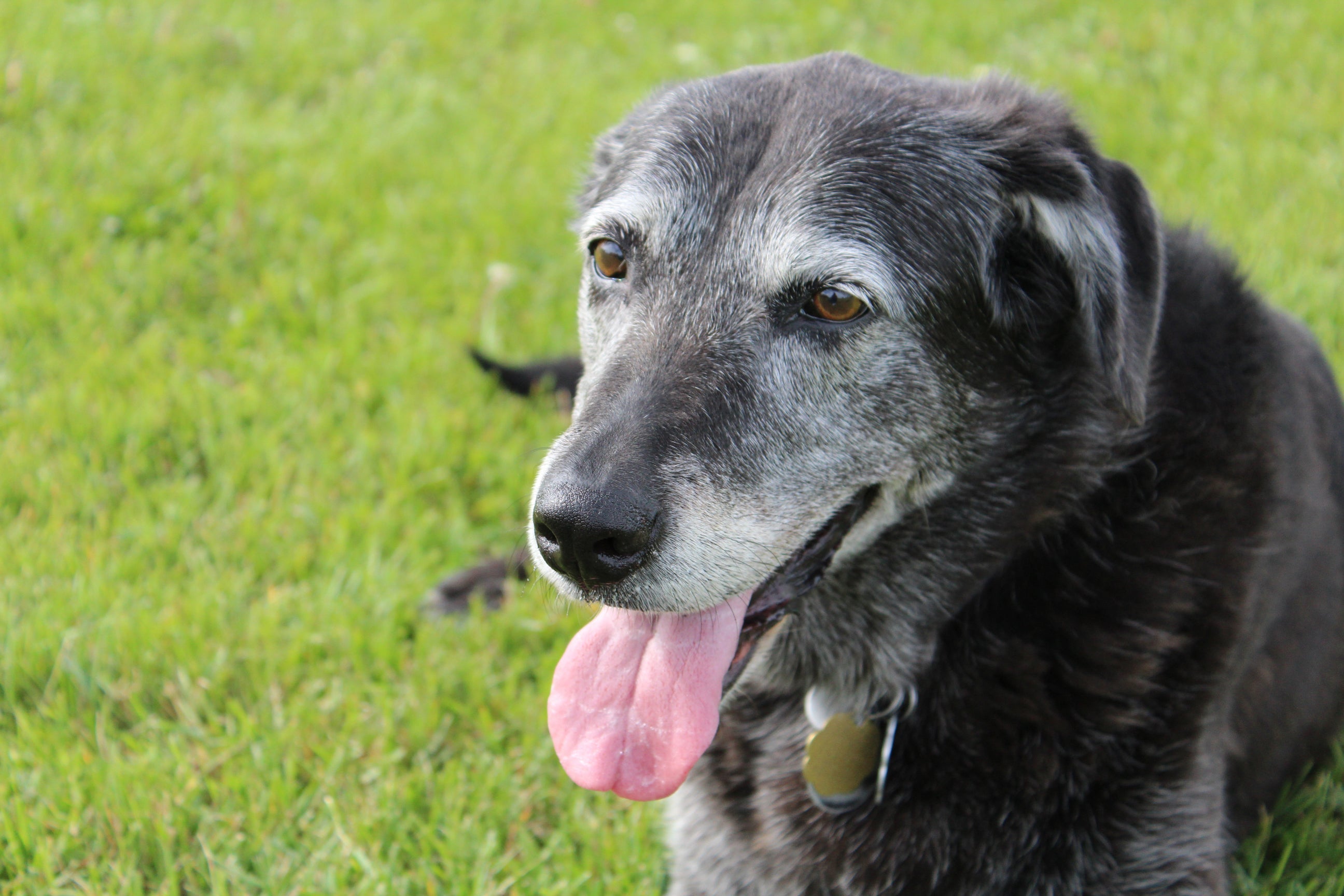 Cachorro idoso com semblante feliz e pacífico rodeado por grama