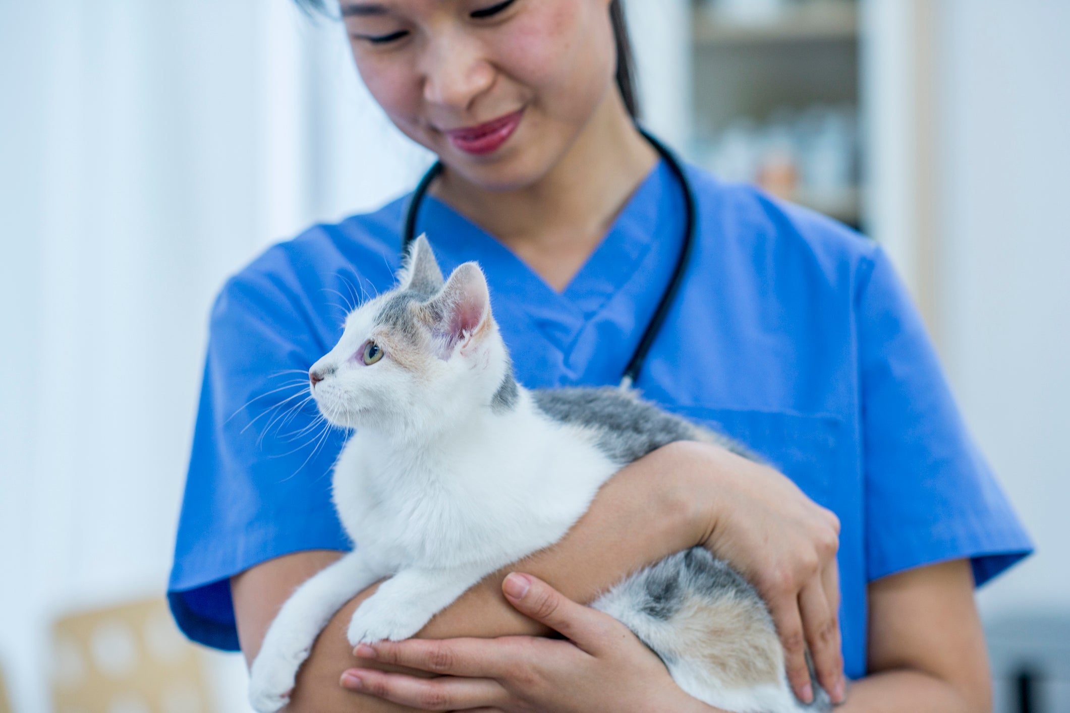 Gato no colo de veterinária asiática