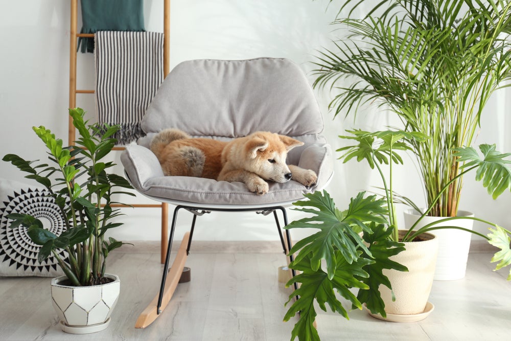 plantas tóxicas para cães: cachorro deitado ao redor de plantas