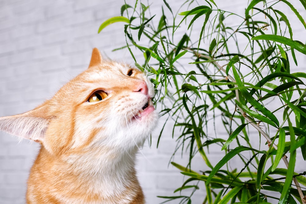 gato com plantas venenosas para gatos