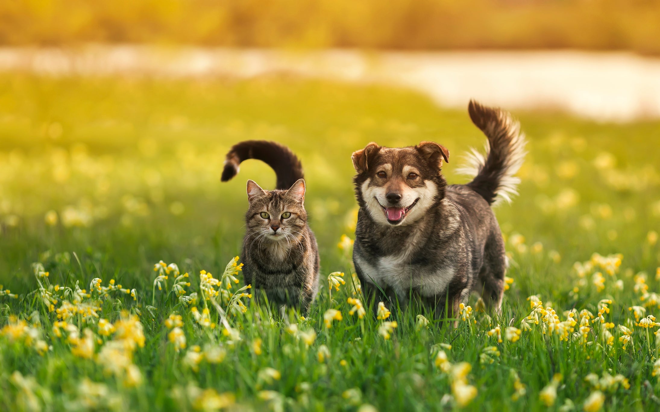 Gato e cachorro andam juntos no meio de plantas e flores