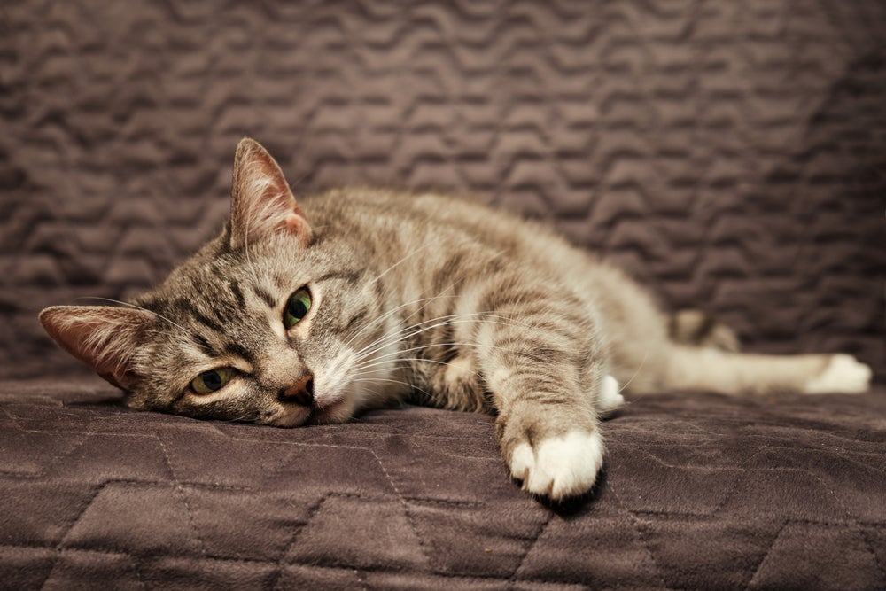 pneumonia felina: gato com pneumonia deitado