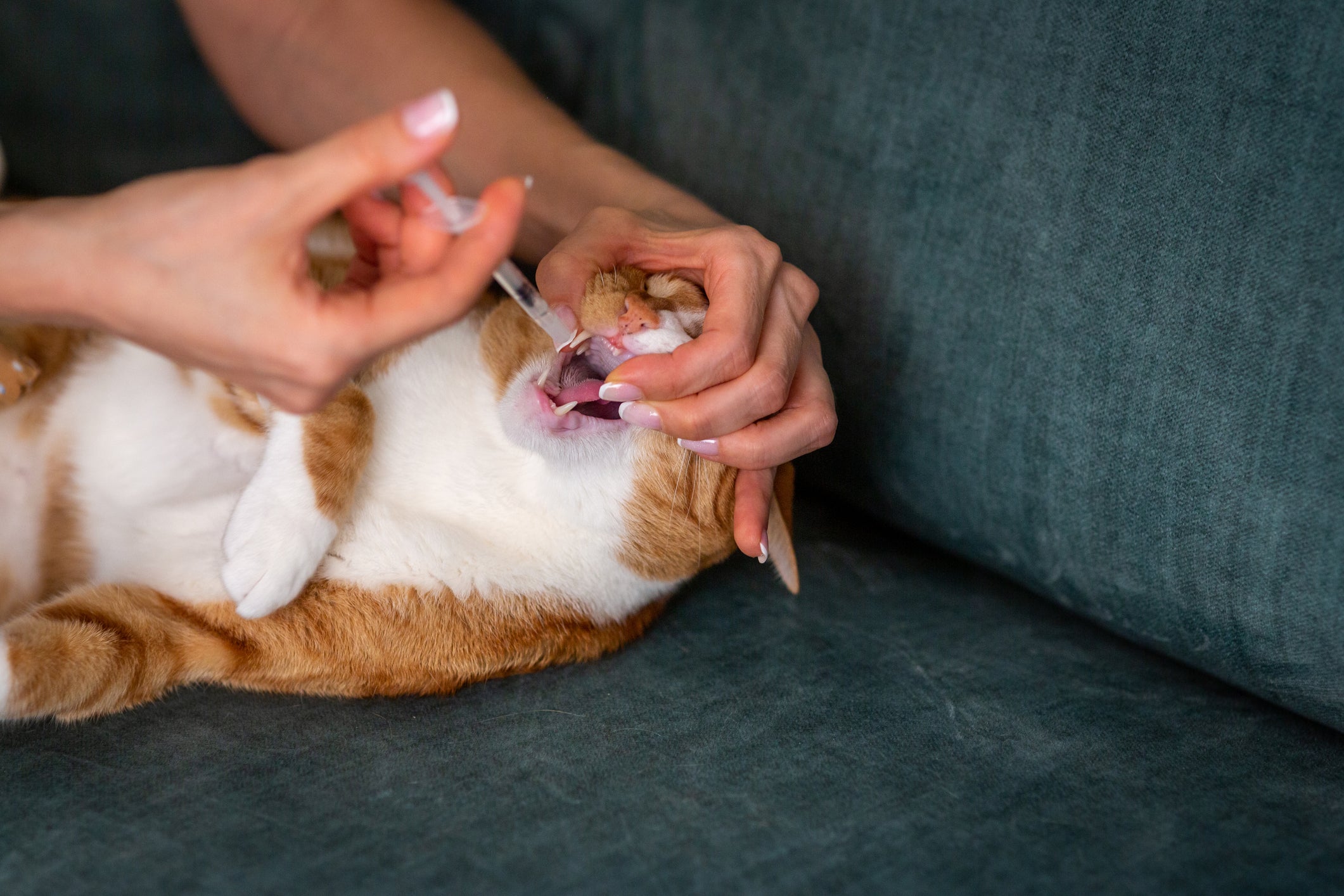 Tutora dando remédio na boca de gato laranja e branco com seringa