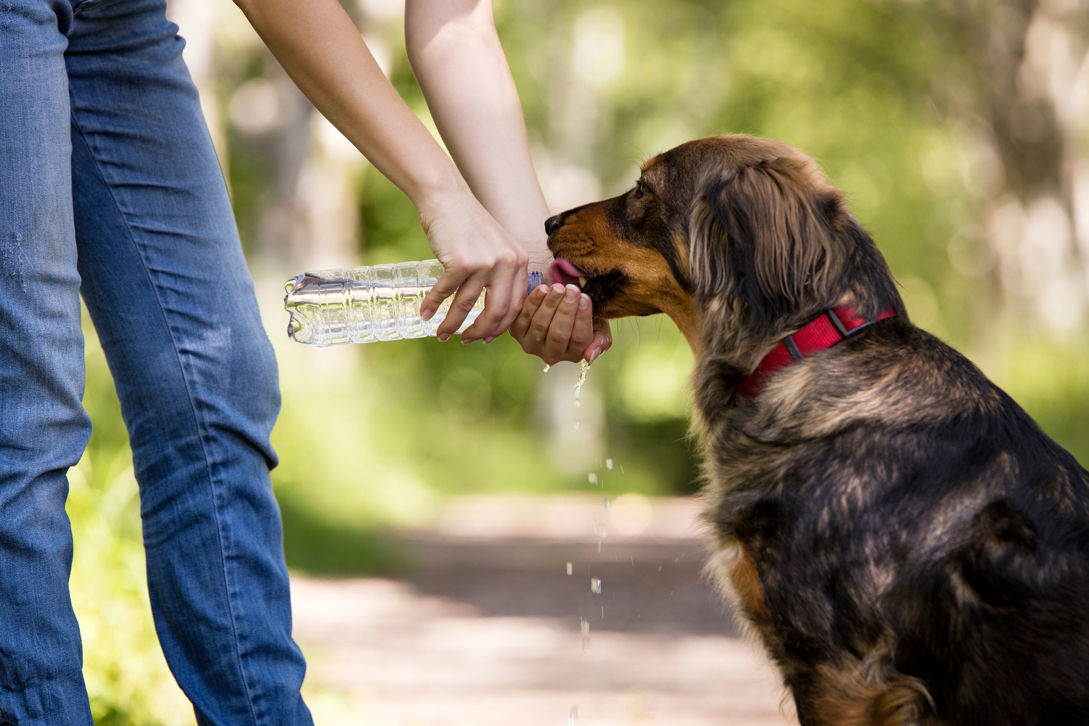 Tutora dando água para cachorro em garrafa em dia quente