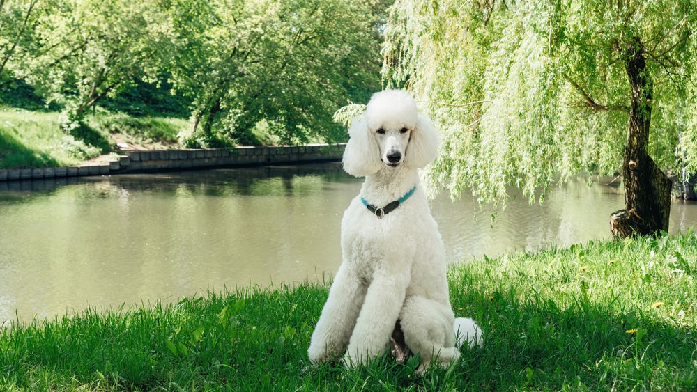 cachorro poodle gigante na grama