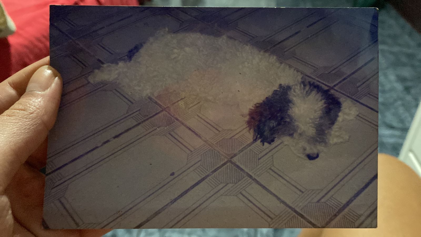 foto de uma foto de cachorro poodle deitado no chão