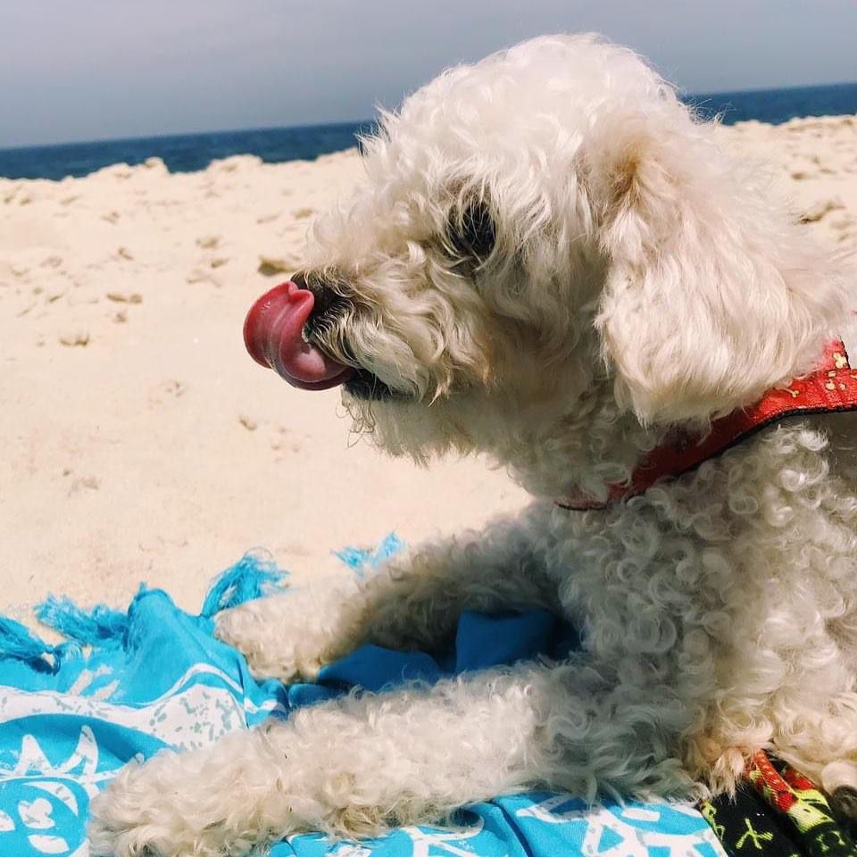 cachorro poodle na praia com a língua de fora
