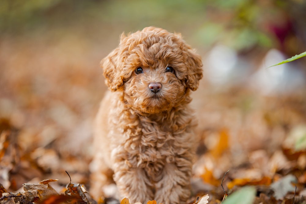 cachorro poodle no jardim