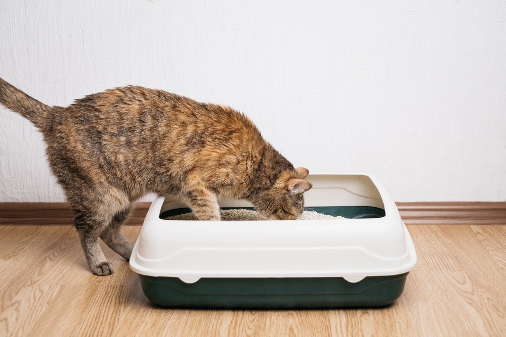 gato escondendo as fezes na caixa de areia para gatos