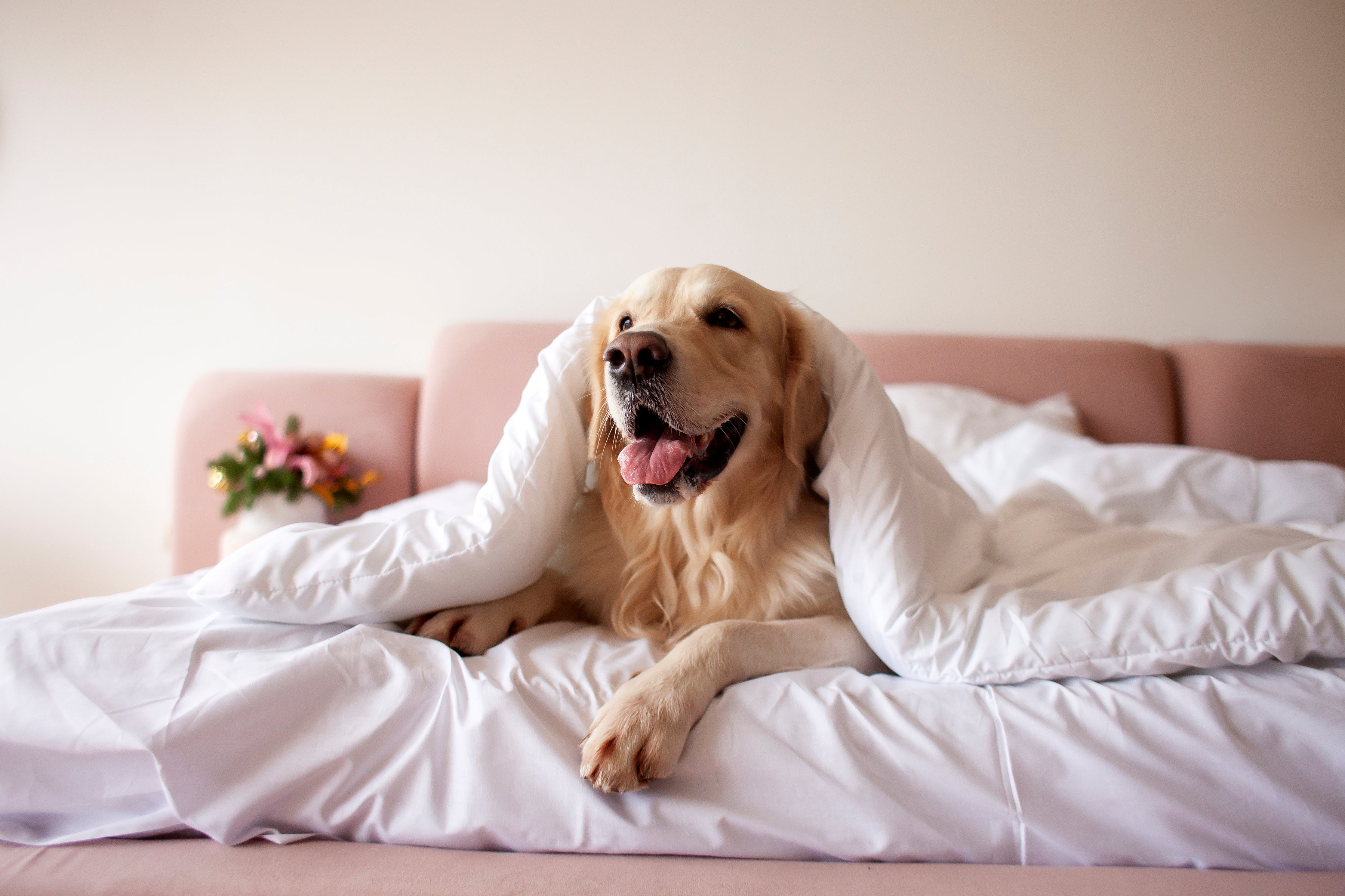 Cachorro grande amarelo deitado em cama com coberta cobrindo sua cabeça