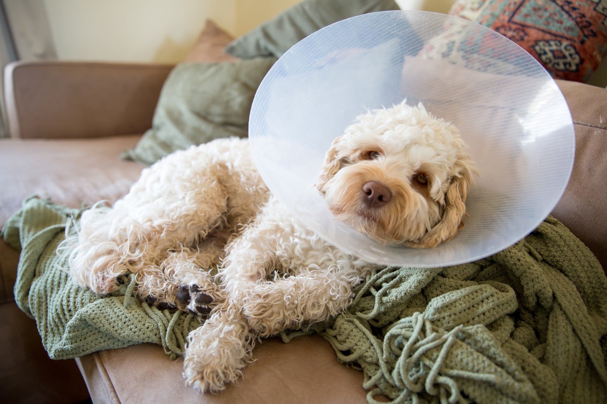 Cachorro usando cone de prevenção no pescoço pós-cirurgia deitado no sofá