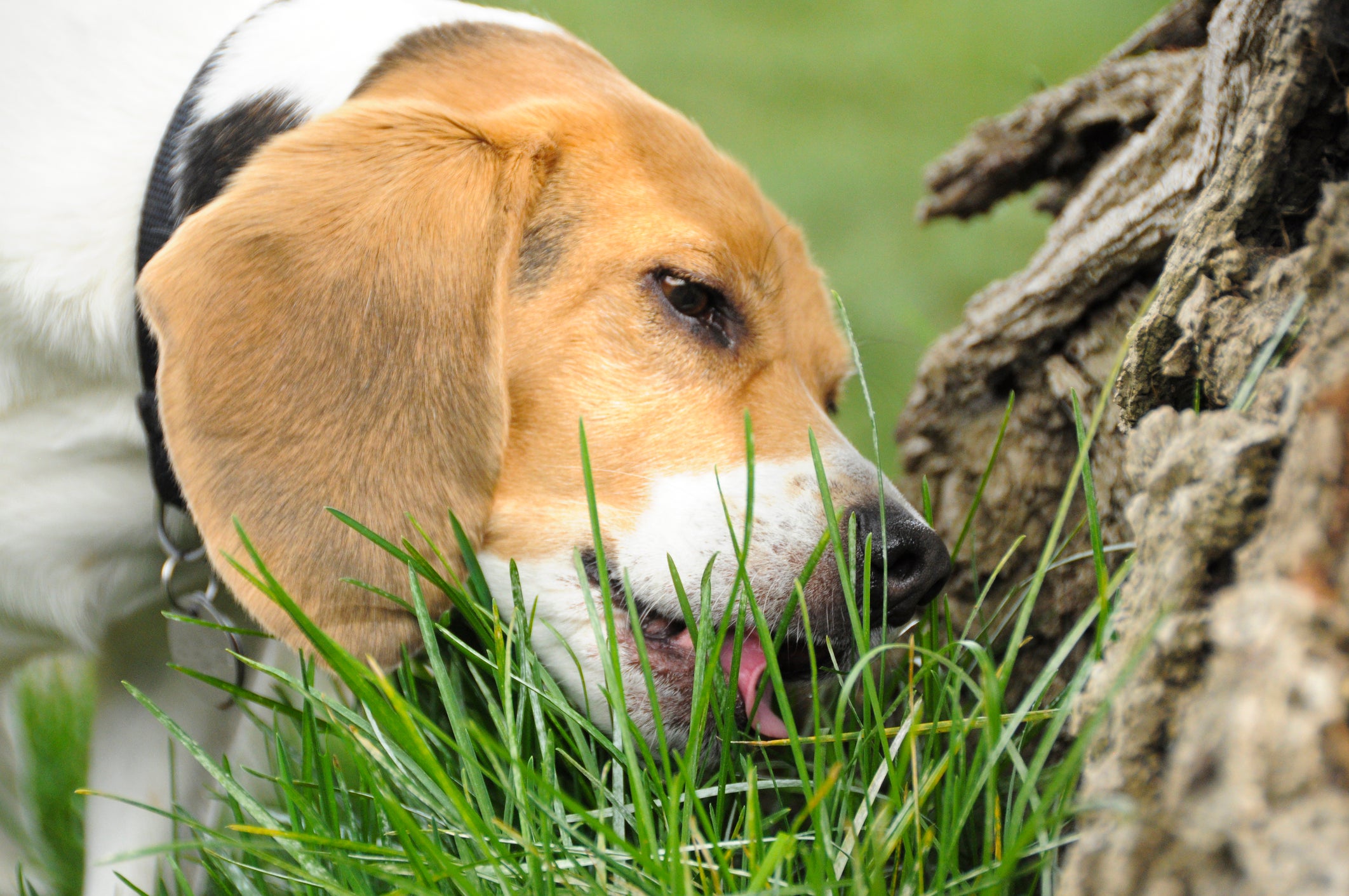 Cachorro comendo grama perto de árvore