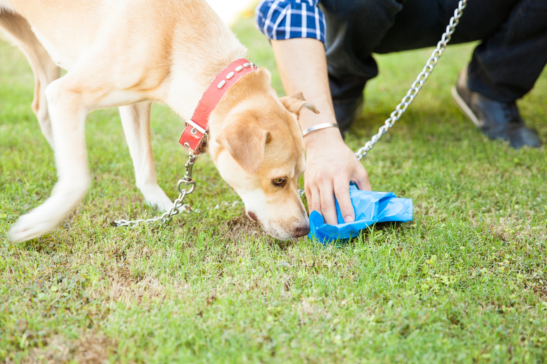 Cachorro cheira suas próprias fezes enquanto tutor as recolhe da grama