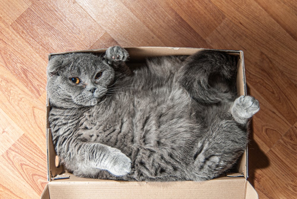 por que gatos gostam de caixas: gato cinza dentro de caixa de papelão