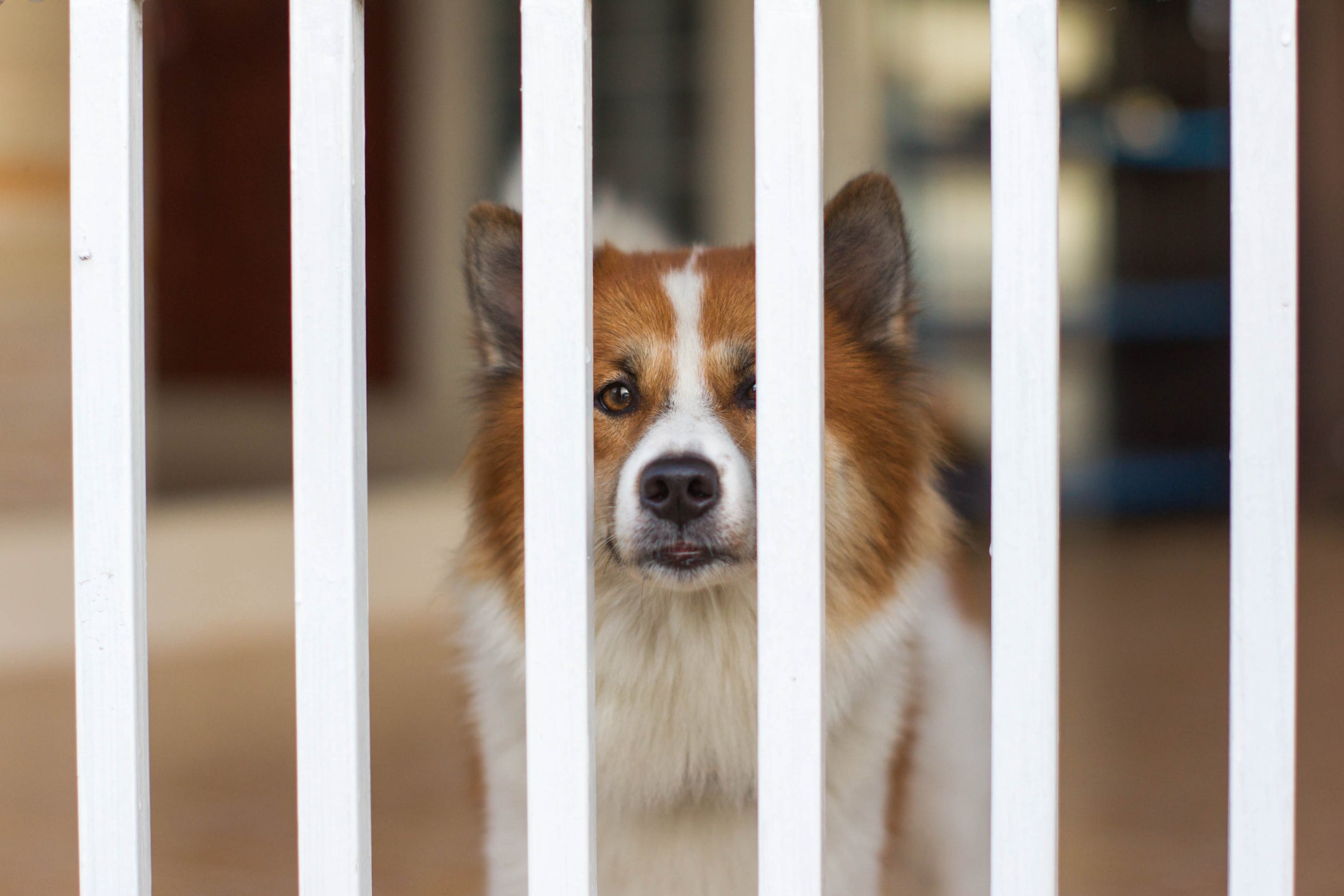 Cachorro atrás de portão de segurança