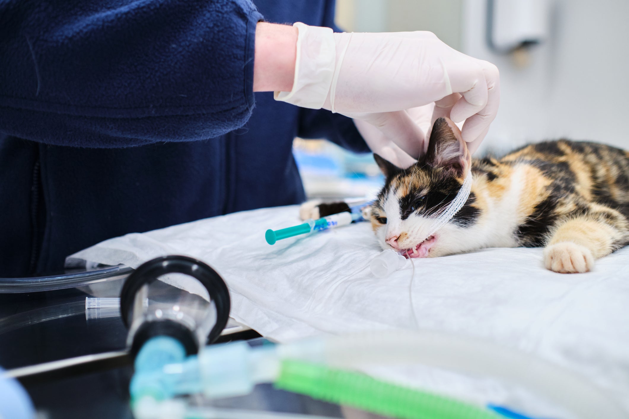 Gato sendo cuidado por veterinário em mesa de consultório