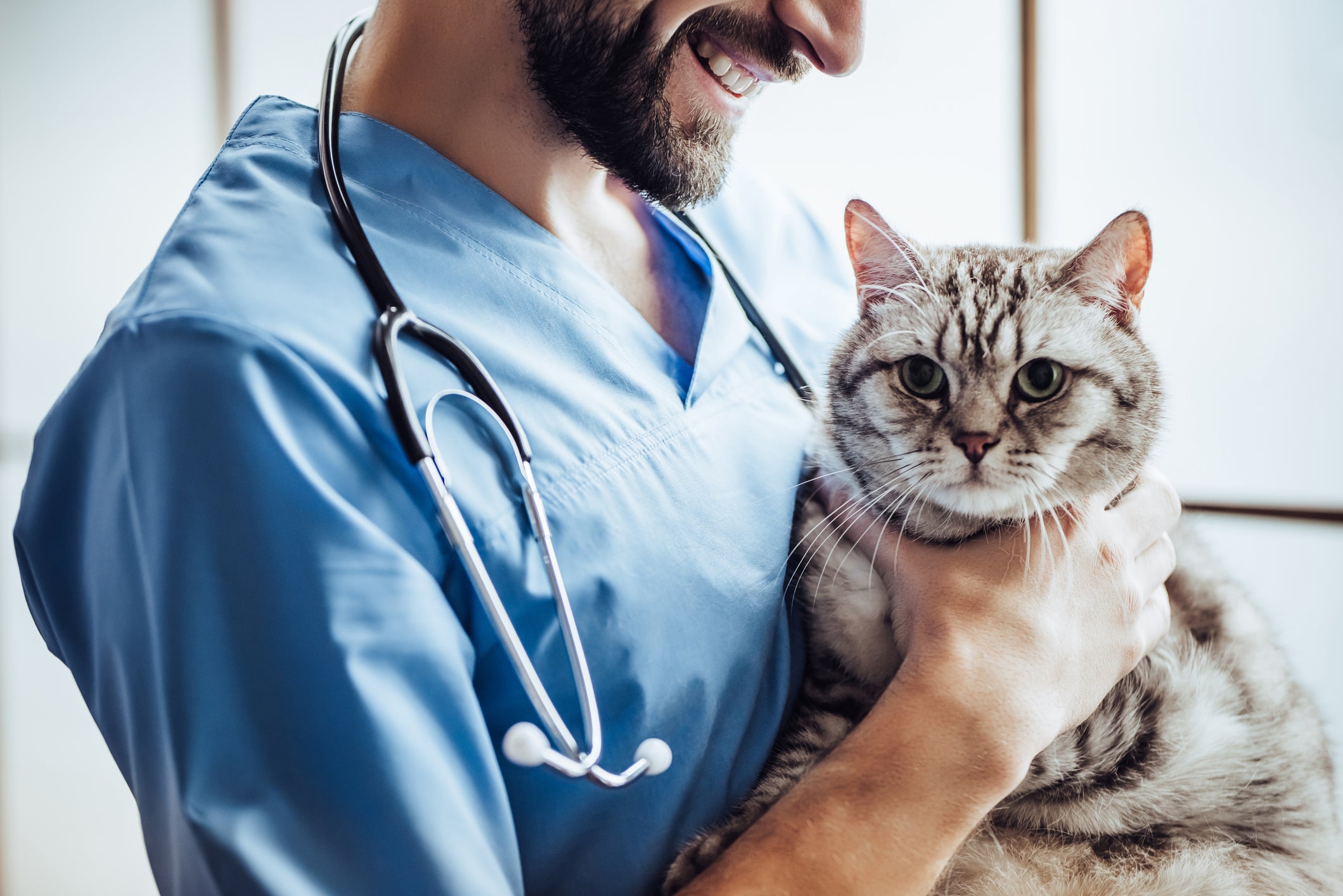 Gato fofo sendo acariciado por veterinário em clínica