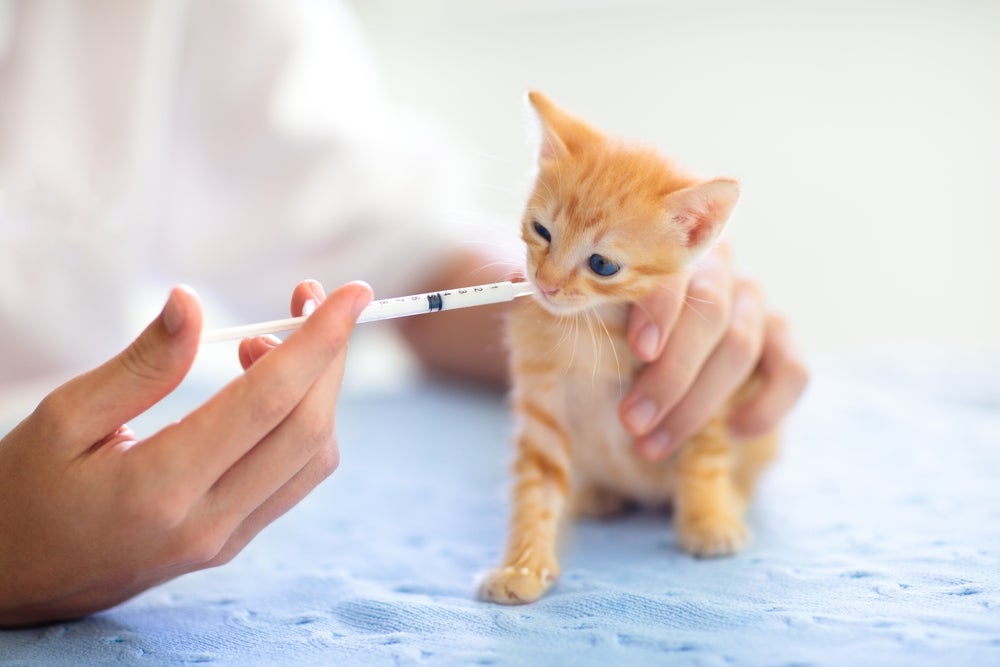 pessoa dando probiótico pet com seringa na boca do gato