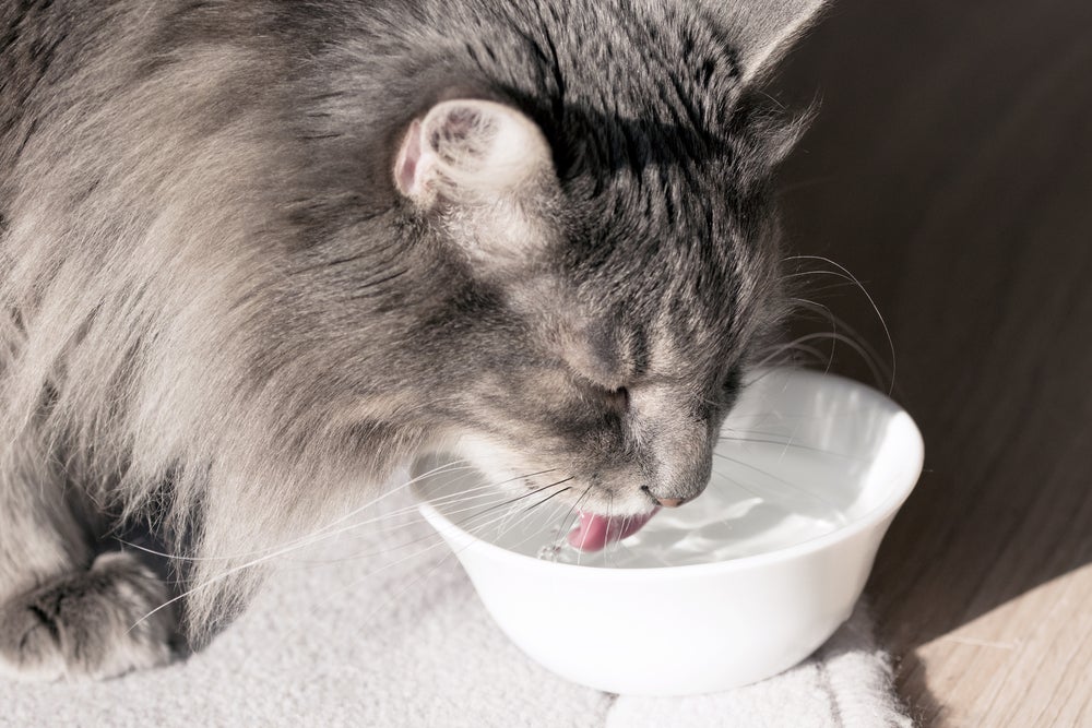 problema renal em gatos: gato bebendo água 