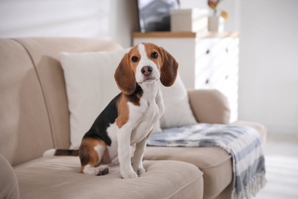 proibição de testes em animais: cachorro beagle sentado no sofá