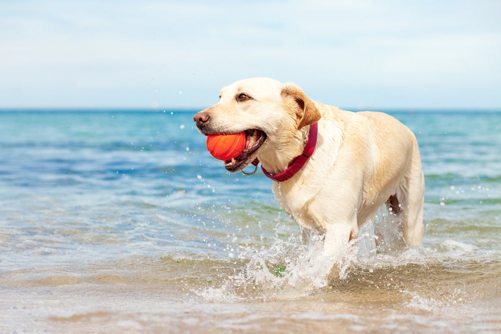 protetor solar para cachorro: cão brincando na praia