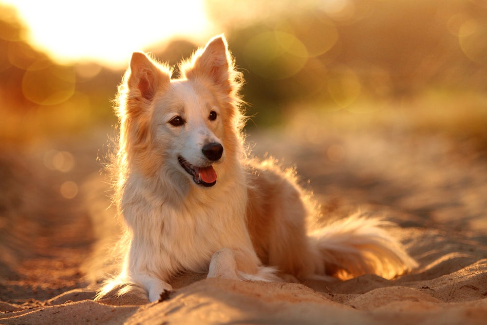 cachorro pegando sol