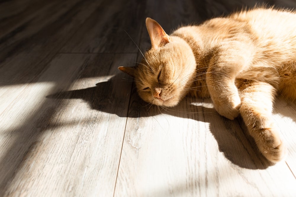 gato tomando banho de sol