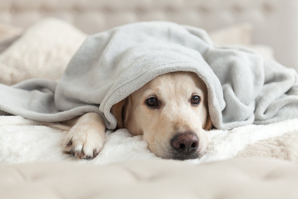 psicólogo de cachorro: cão triste