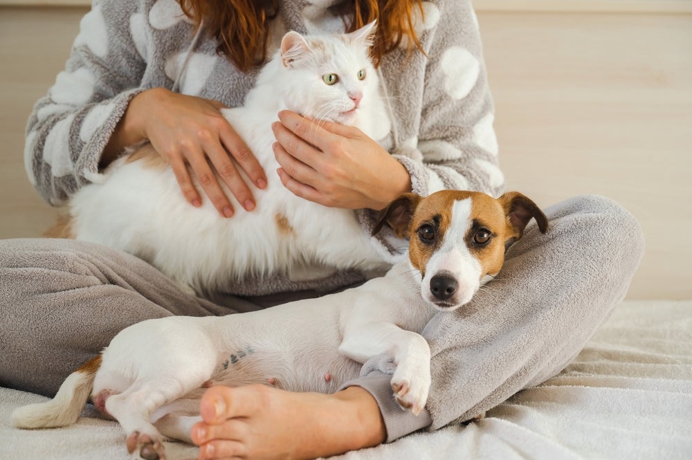 pulgas e carrapatos: cachorro e gato com dona