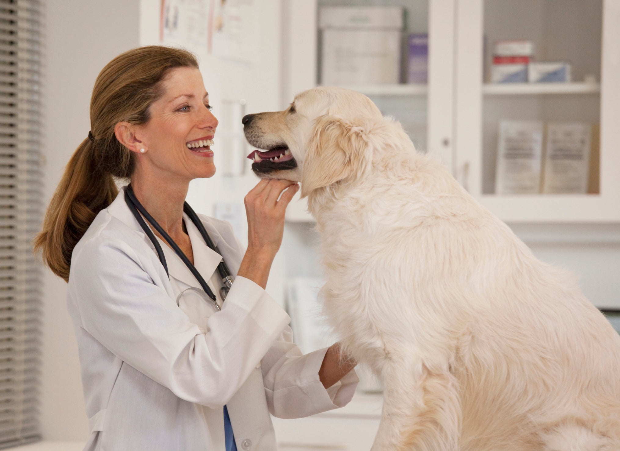 Veterinária sorri para cachorro grande em consultório médico