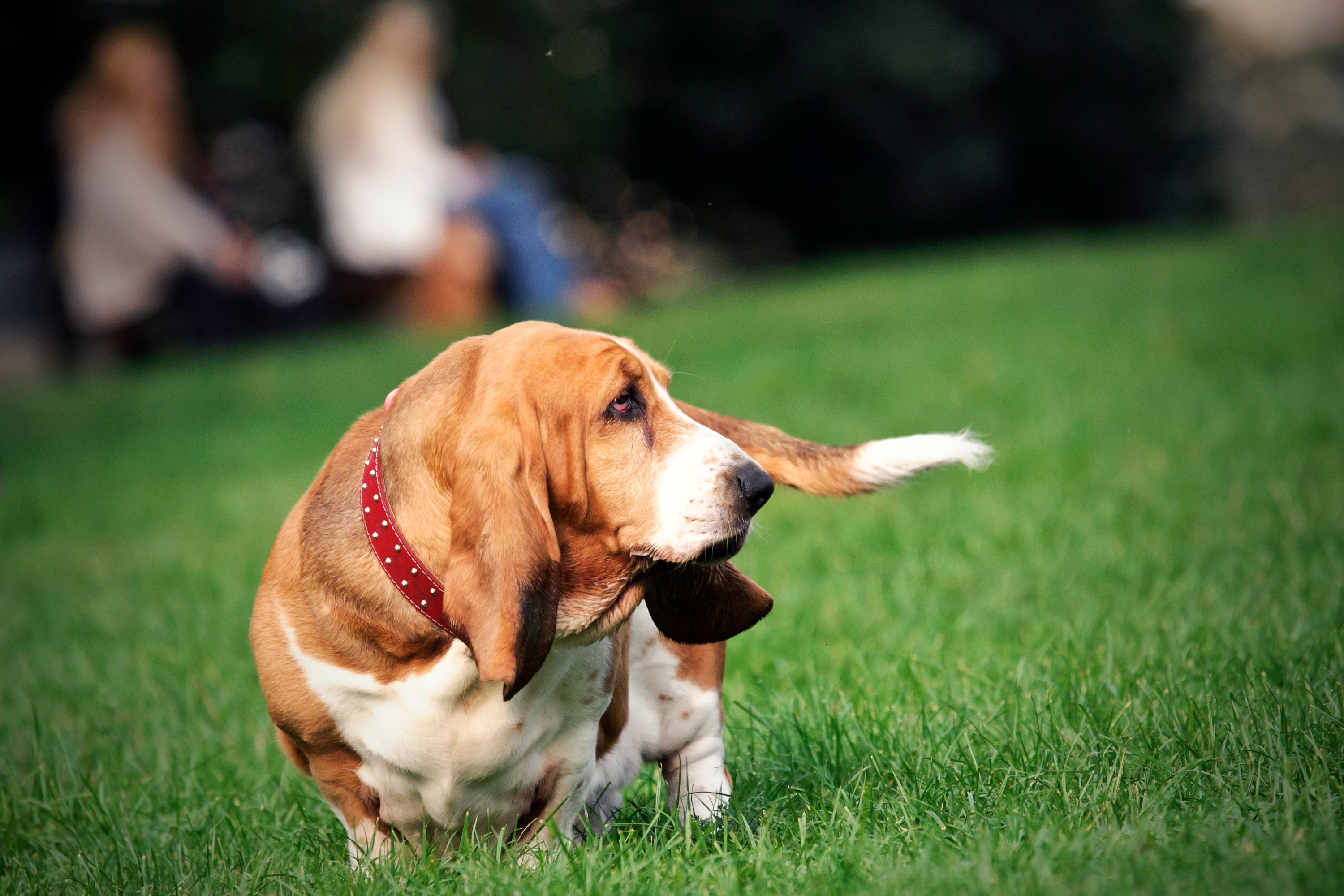Cão Basset Hound caminhando em gramado