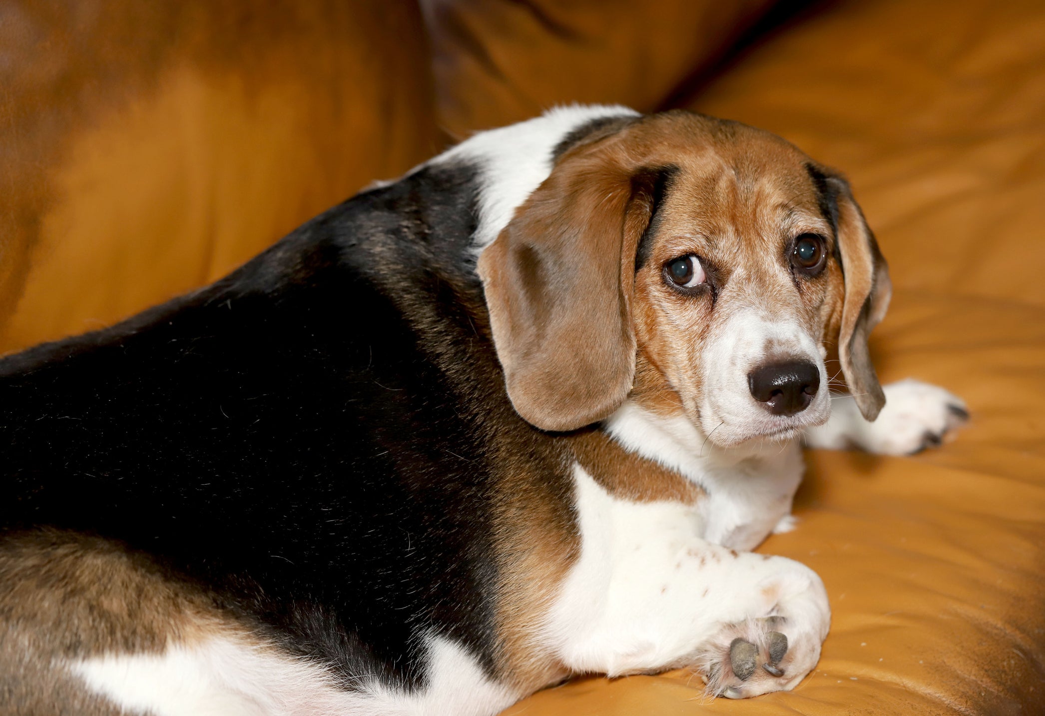 Cão Beagle obeso deitado no sofá