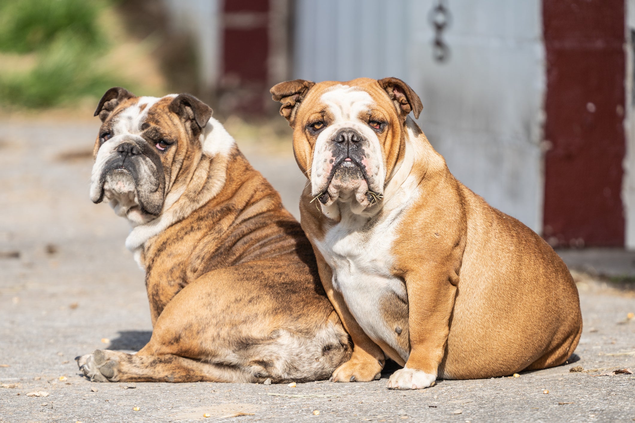 Dois cães da raça Bulldog Inglês sentados no chão em dia quente 