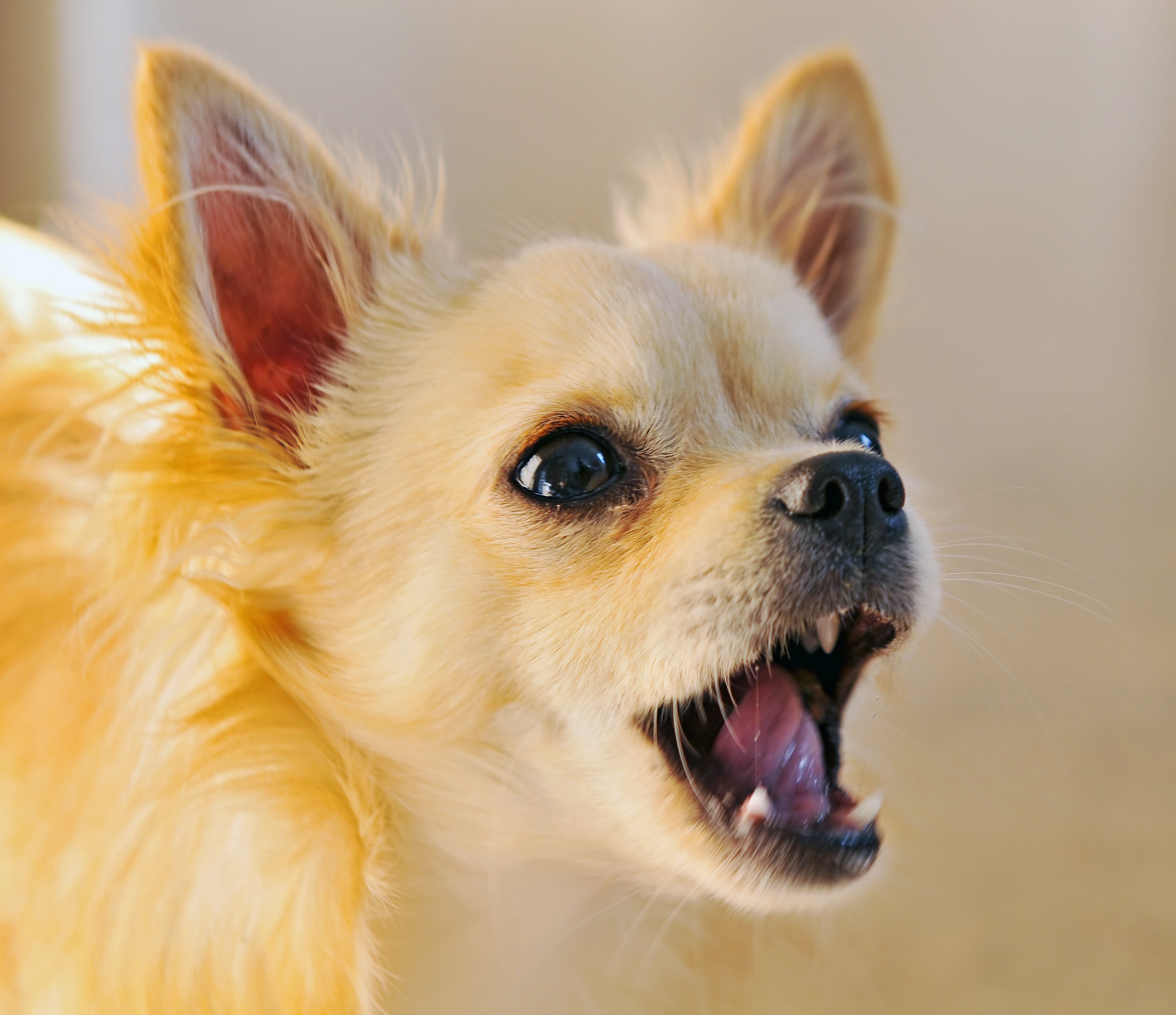 Cachorro pequeno amarelo latindo com semblante irritado