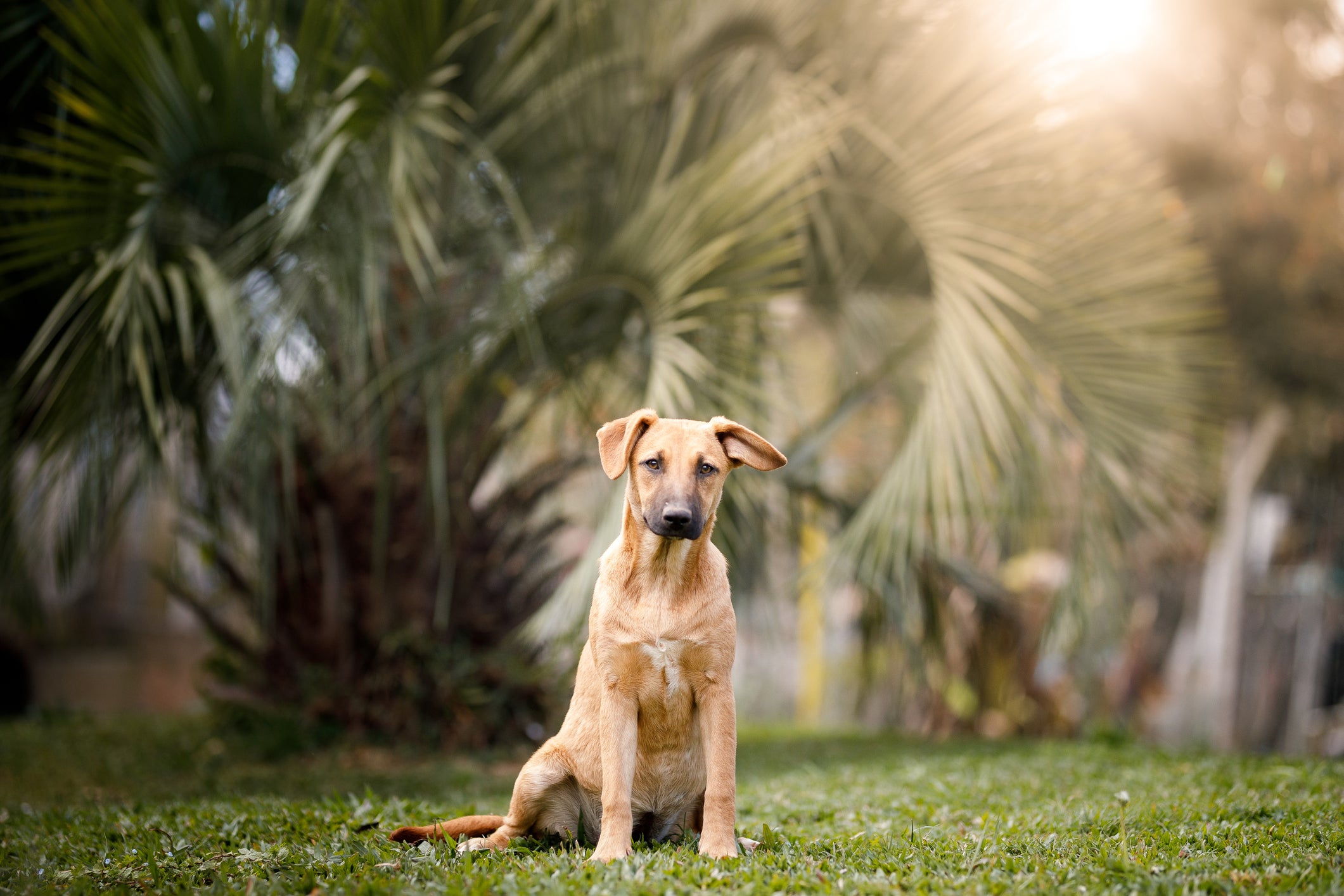 Cão Vira Lata sentado em ambiente natural e ensolarado