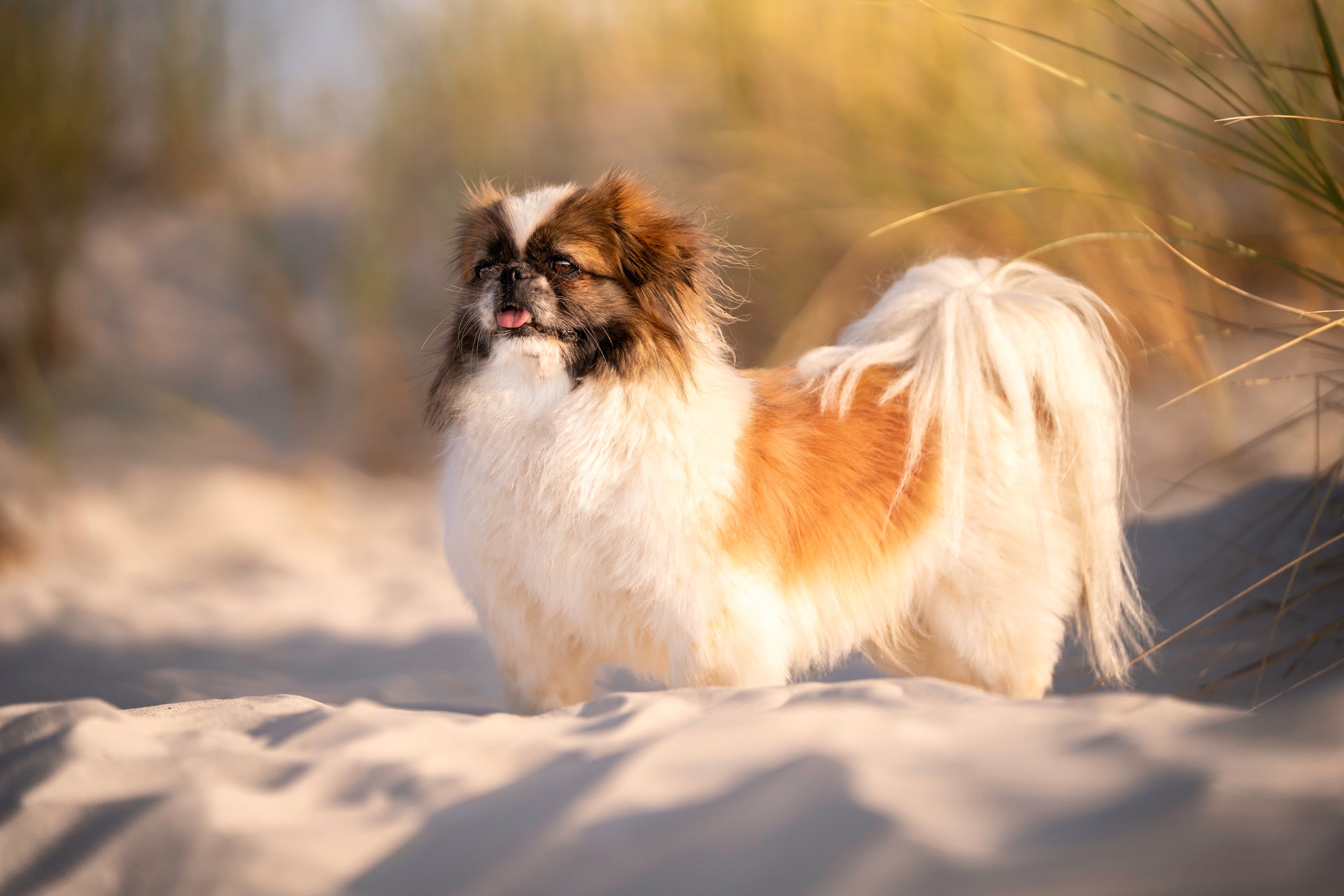 Cão Pequenês em pé na areia em dia ensolarado