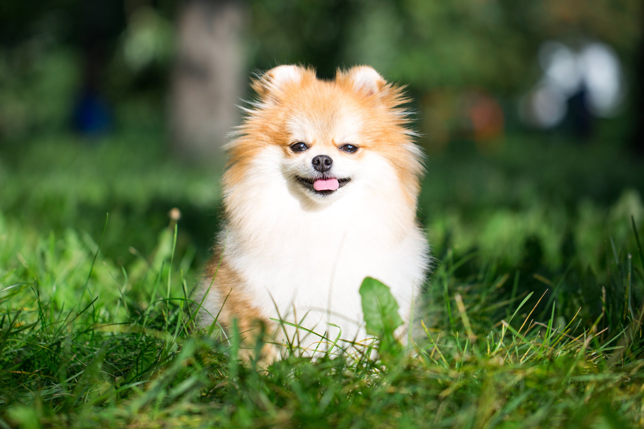 Cão Lulu da Pomerânia sentado em gramado em dia ensolarado