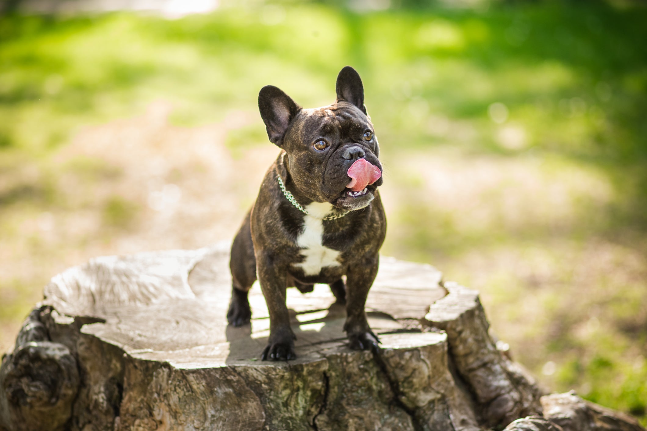 Cão Bulldog Francês preto com a língua perto do nariz em fundo verde e ensolarado