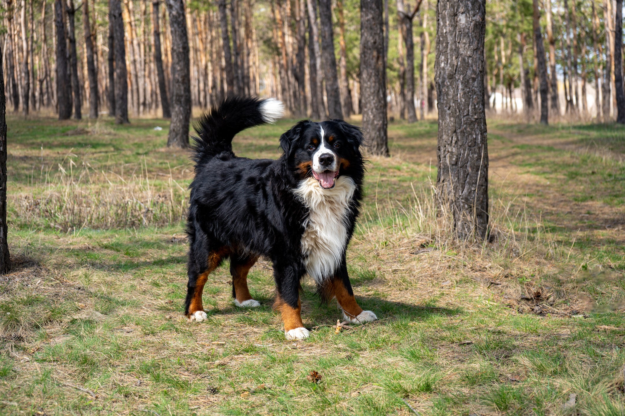 Cão Bernese Mountain em pé em floresta