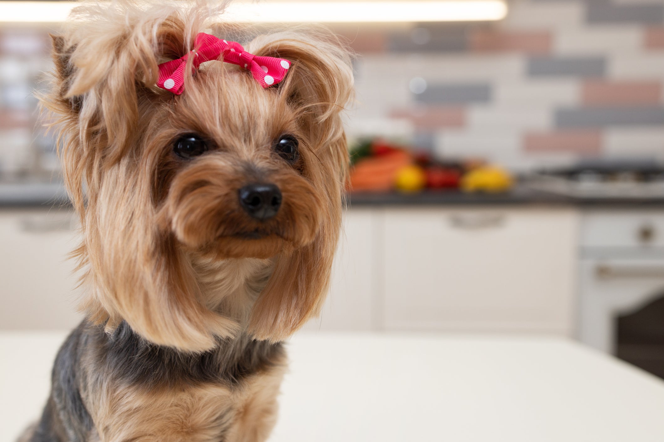 Cãozinho Yorkshire com lacinho rosa na cabeça