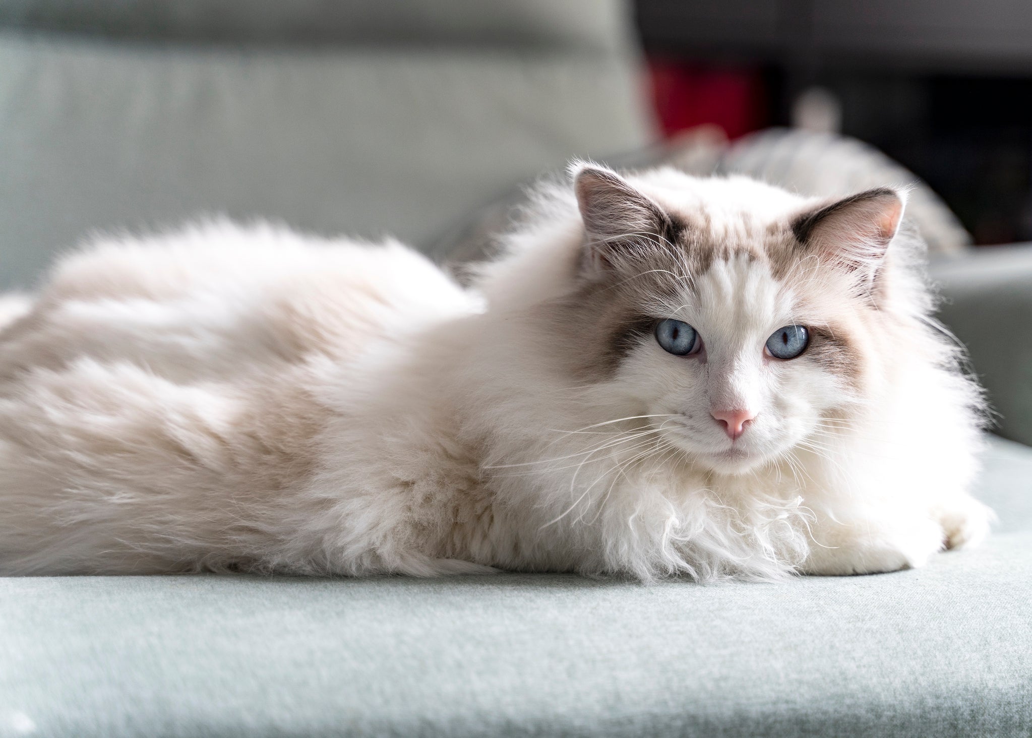 Gato Ragdoll branco deitado em sofá